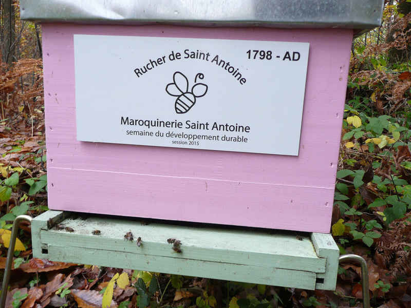 La ruche RUCHER DE SAINT ANTOINE